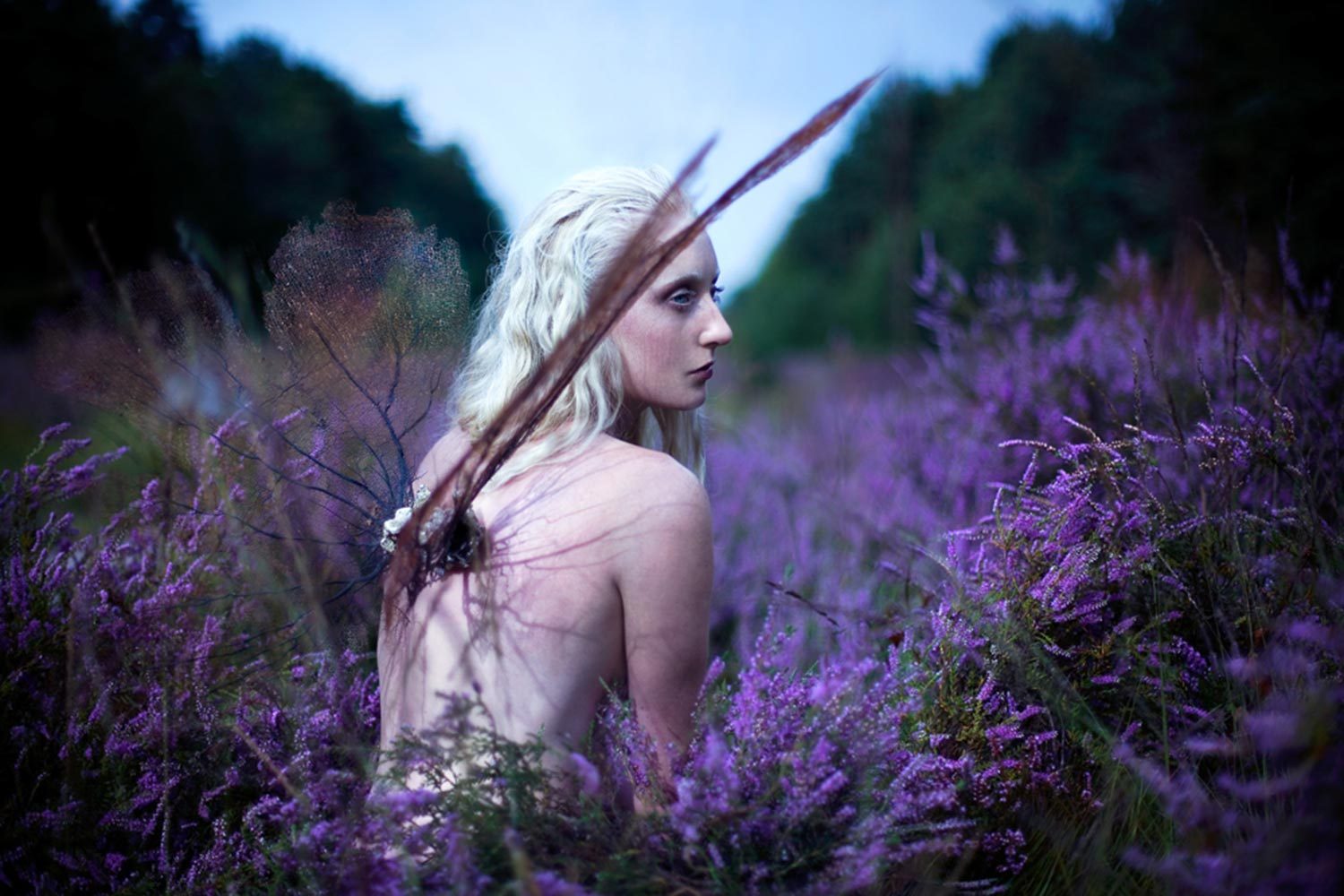 Euphaeidae-Gossamer-Wing-Kirsty Mitchell