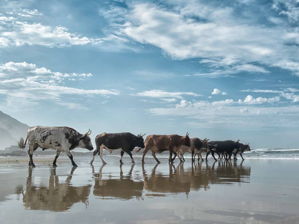 Christopher Rimmer photographs cattle in Pondoland
