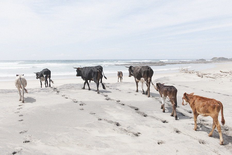 Christopher Rimmer photographs cattle in Pondoland
