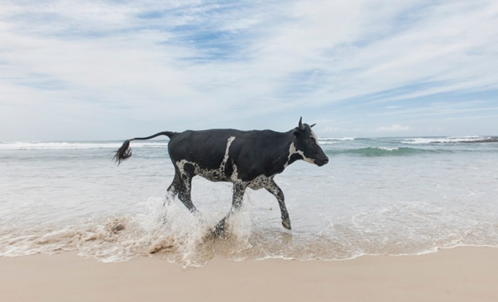 Christopher Rimmer photographs cattle in Pondoland