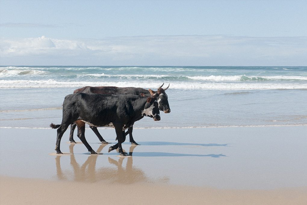 Christopher Rimmer photographs cattle in Pondoland