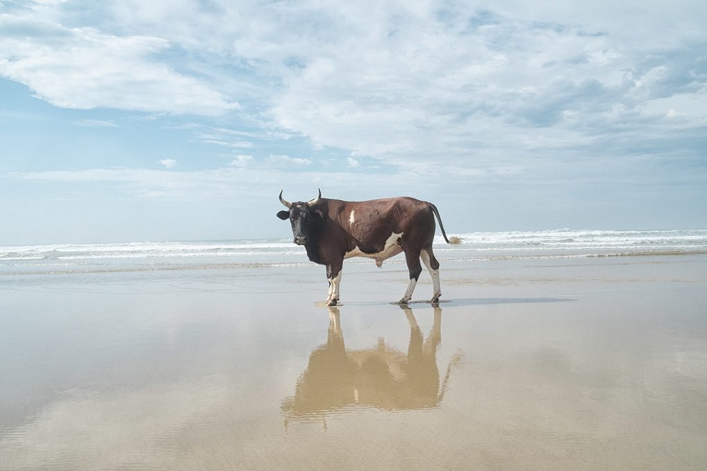 Christopher Rimmer photographs cattle in Pondoland