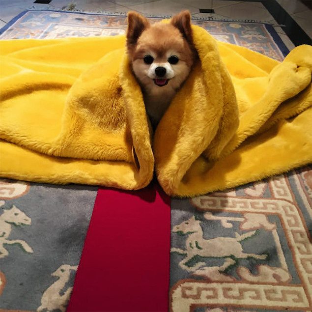 RIhanna dog