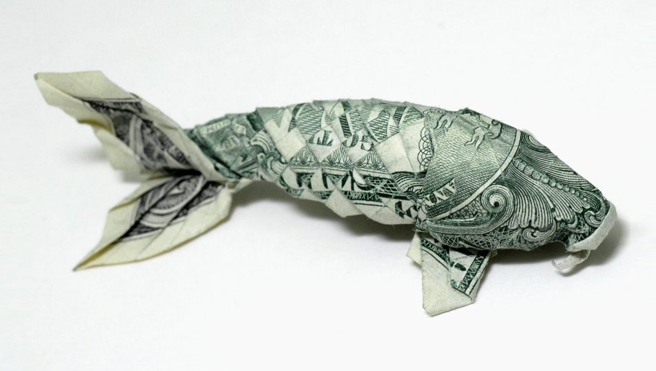 dolar koi