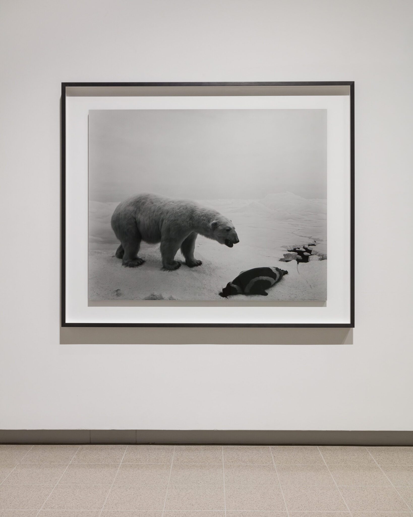 Framed black-and-white Hiroshi Sugimoto photograph of a polar bear standing over a seal on ice, hung on a gallery wall