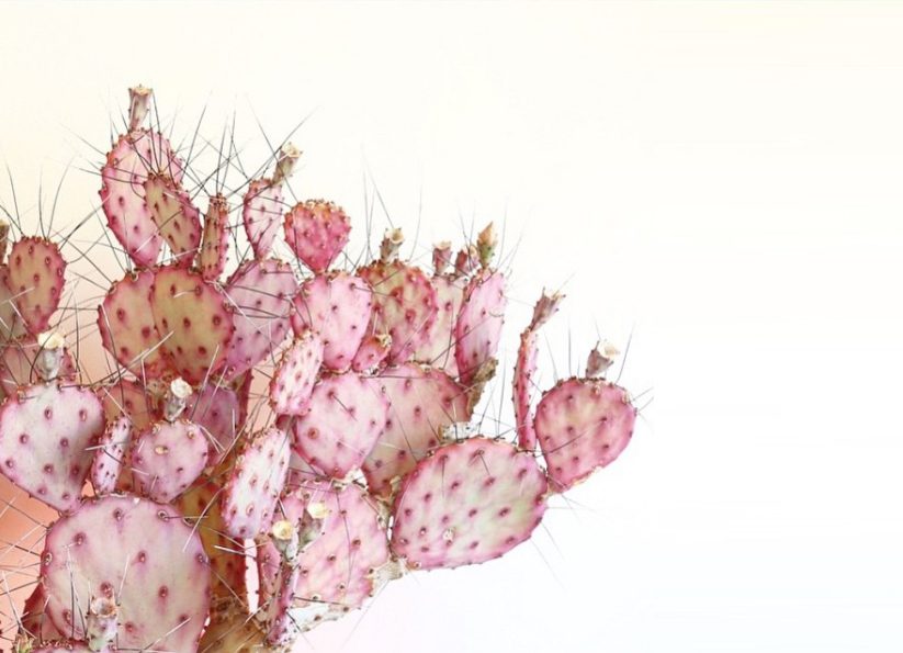 Dreamy summer cactuses
