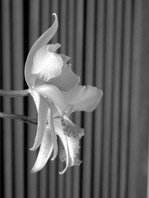 Orchis, Lucia Pizzani. At The White Conduit projects