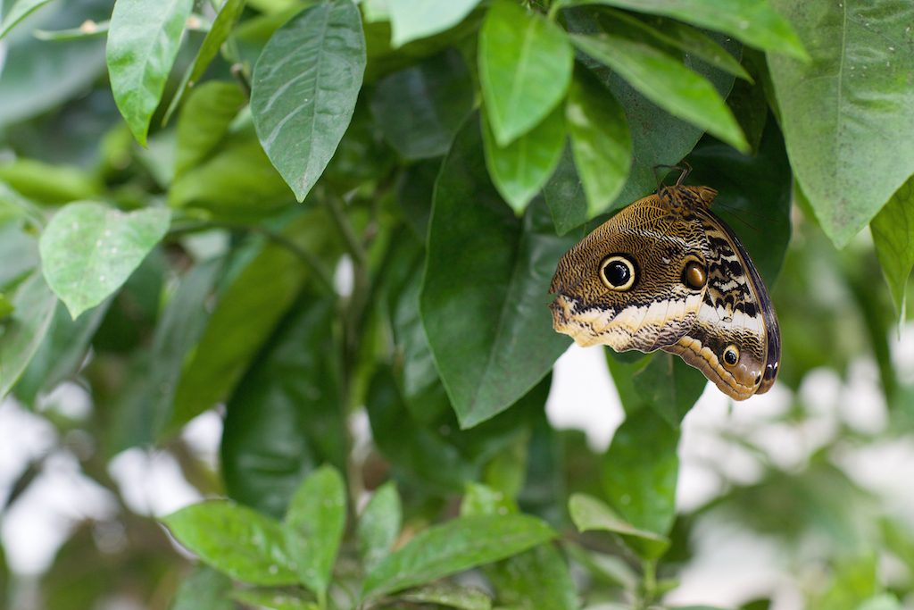 Sensational Butterflies, London