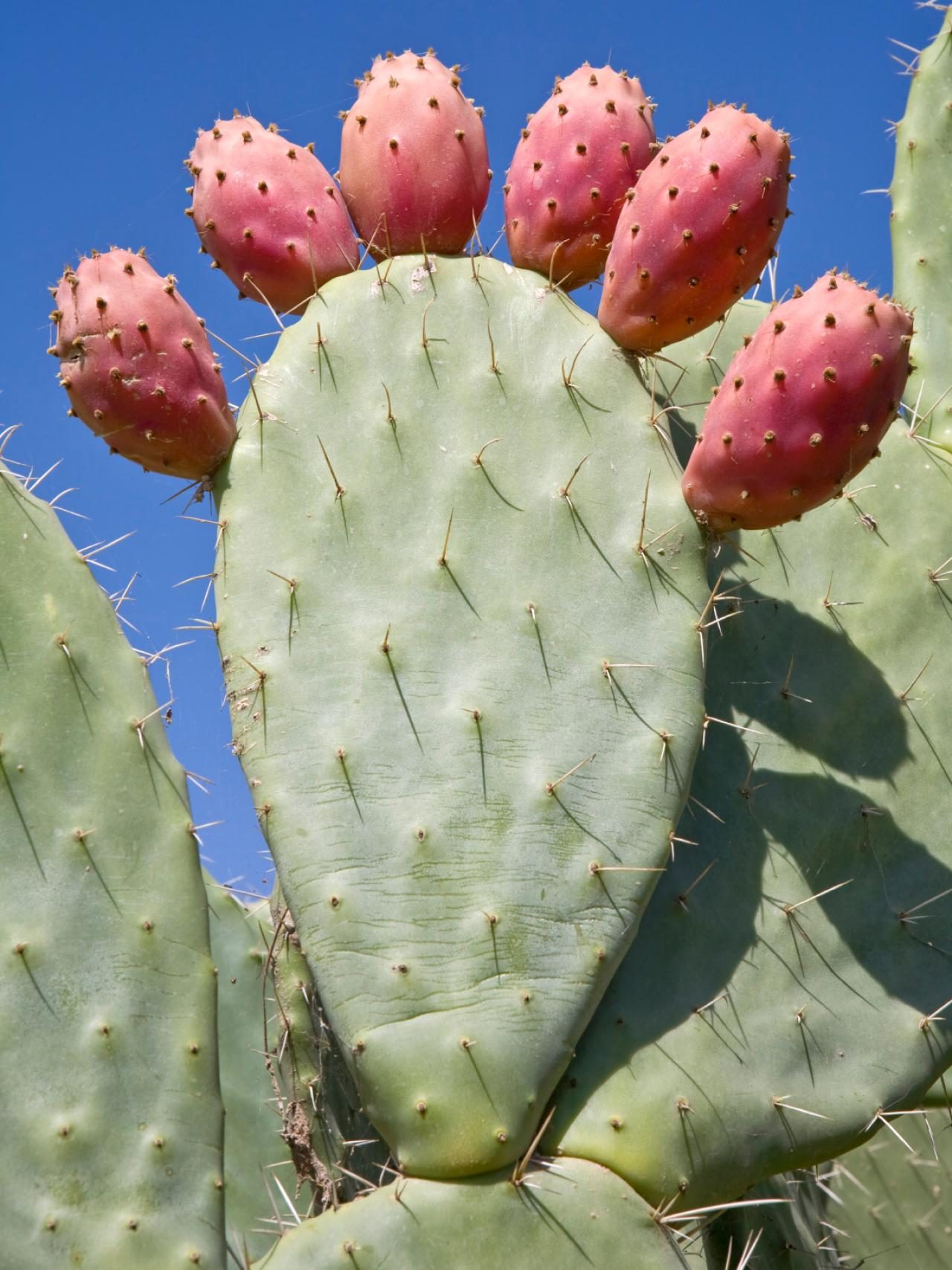 prickly pear
