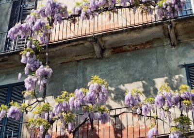 Botanical Garden, Pinanoteca di Brera